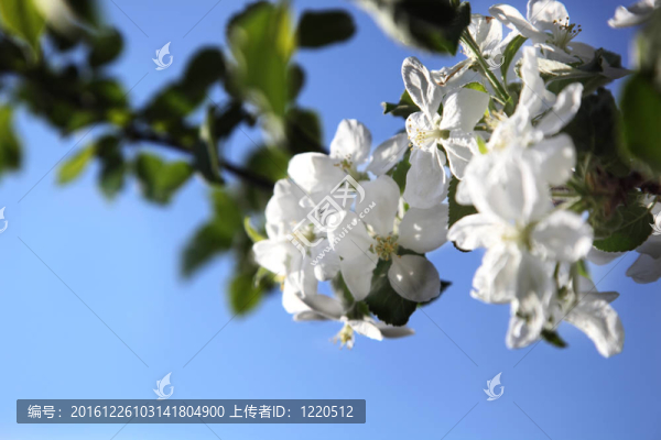 蘋果