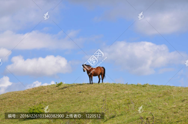 小山上的馬