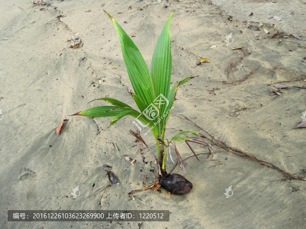 海灘上的棕櫚樹