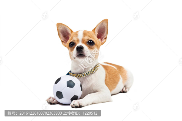 博美犬；小狗躺在足球；