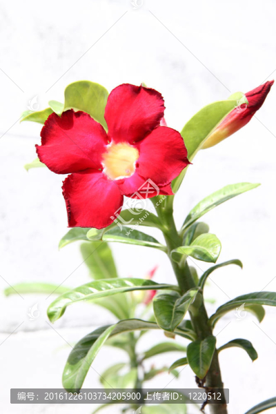 紅斑羚百合花在白墻前。