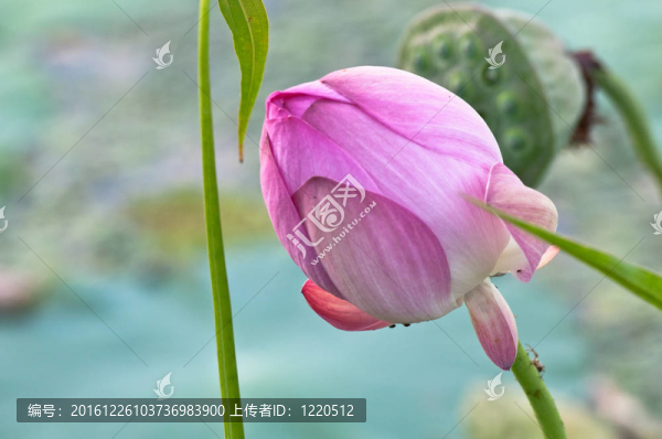圣蓮花活化石（特寫(xiě)）