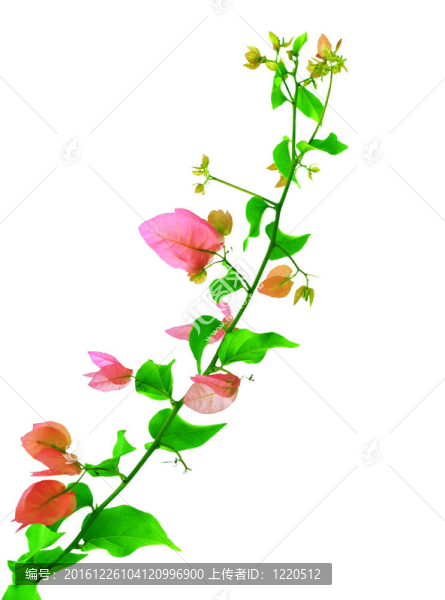 白色的粉紅色花