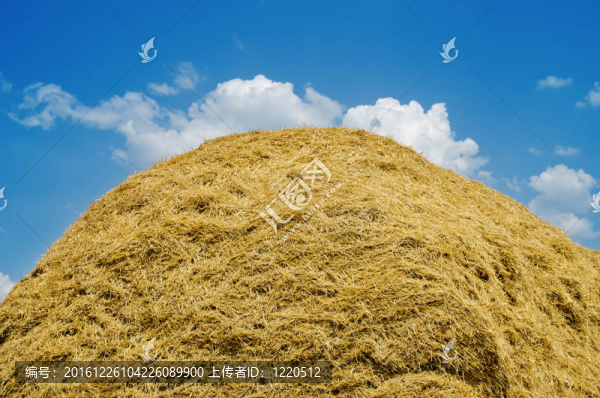 多云天空下的稻草堆