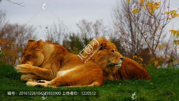 獅子和獅子