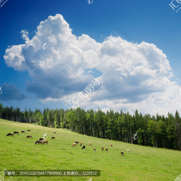 美麗的綠色景觀樹在喀爾巴阡山脈