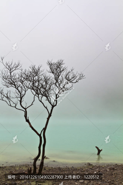 樹與格林萊克