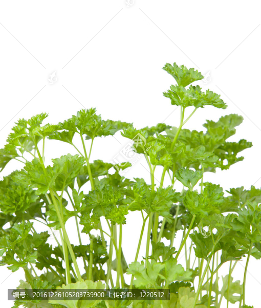 新鮮歐芹