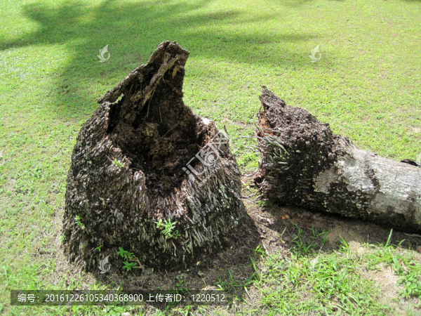 死棕櫚樹基地