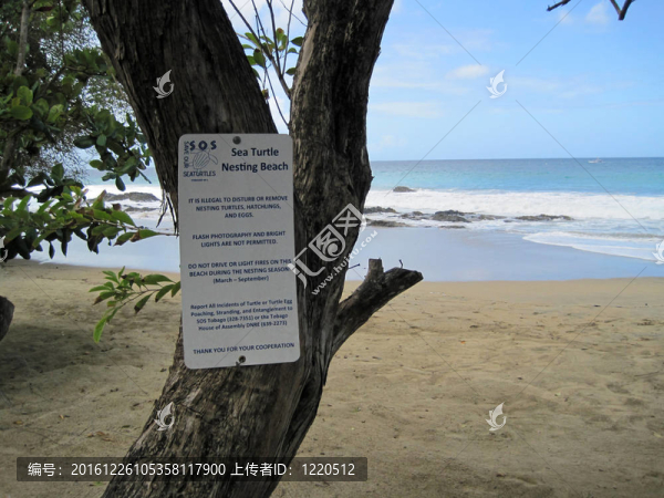 海龜筑巢海灘征
