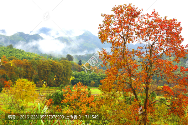 塔川紅葉秋色
