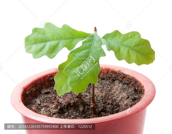 年輕的植物是新生命