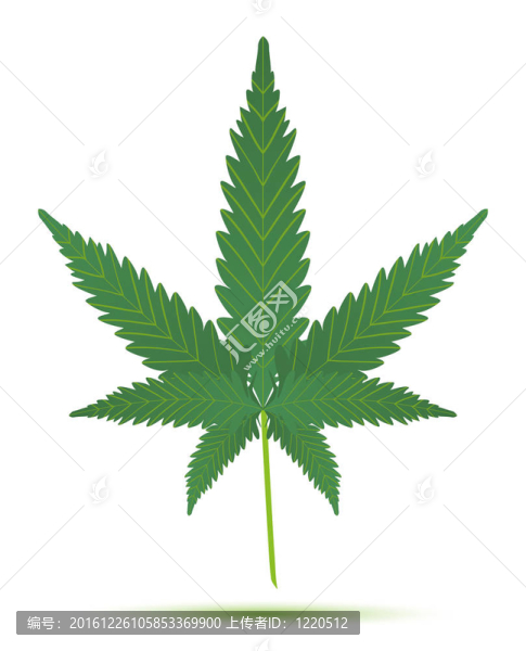 大麻葉分離