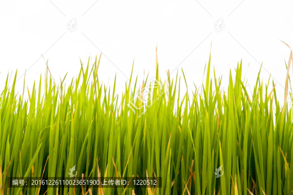 水稻植株