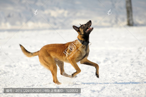 馬犬的狗跑了