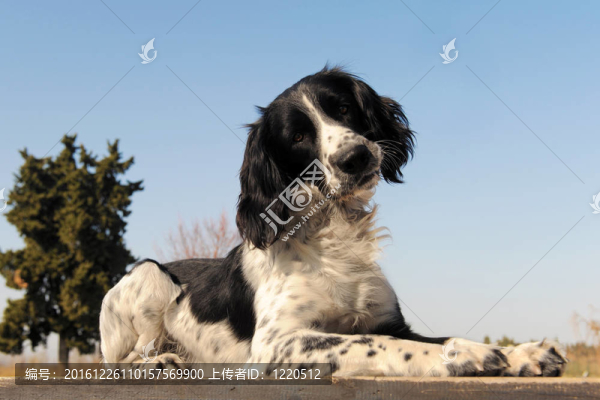 史賓格犬