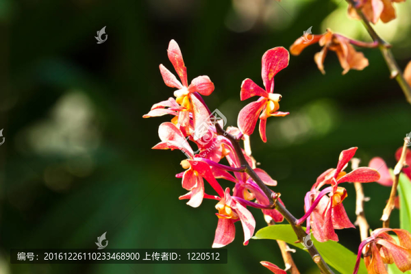 美麗的紫色蘭花