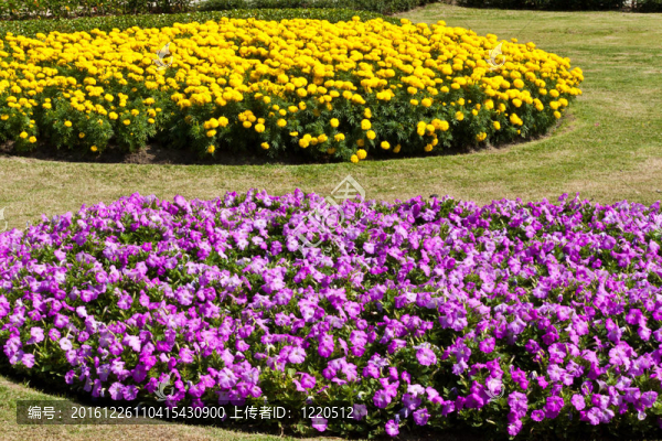 美麗的花朵