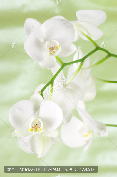 蘭花分會