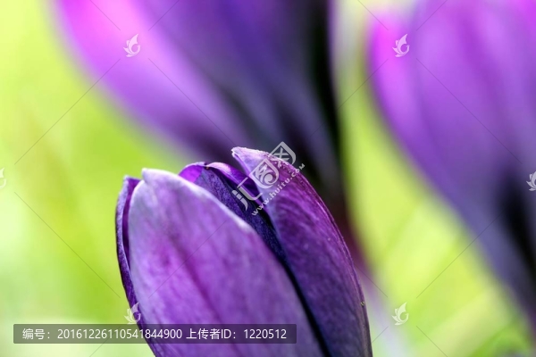春天的鮮花
