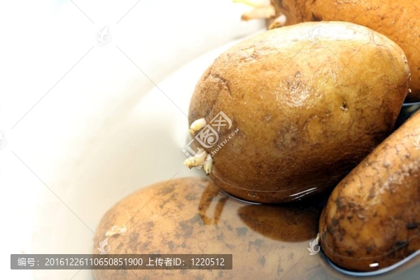 土豆