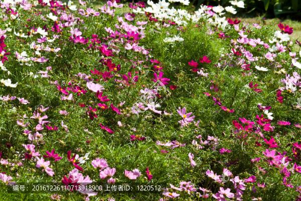 美麗的花朵