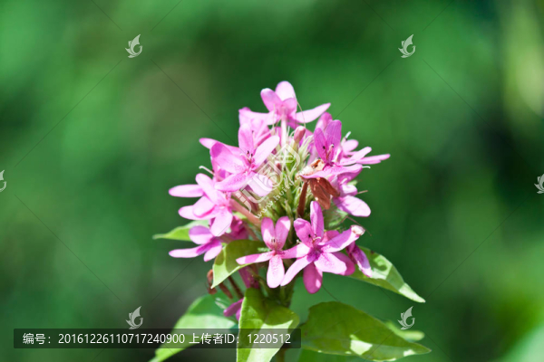 美麗的花朵