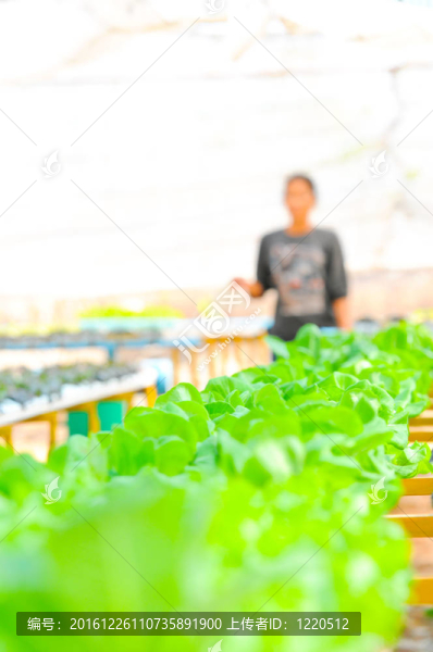 水培蔬菜