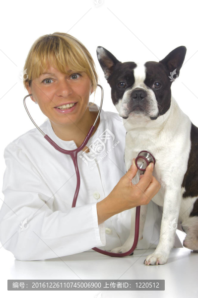與狗波士頓犬女獸醫(yī)