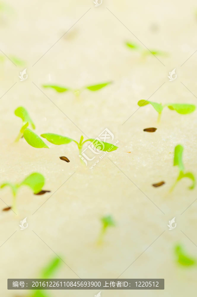水培蔬菜