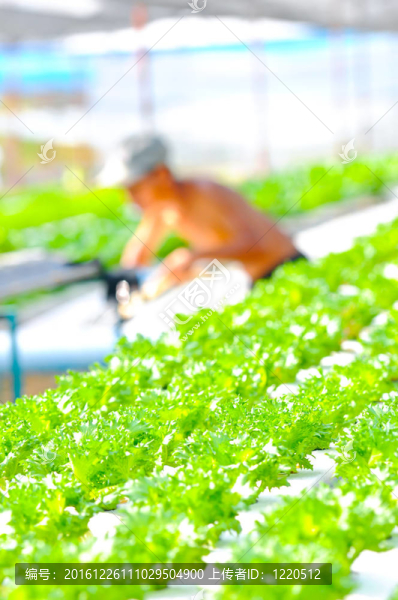 水培蔬菜