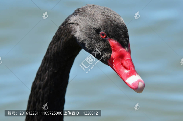 野生動物和動物-黑天鵝