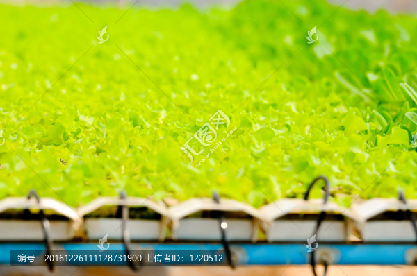 水培蔬菜