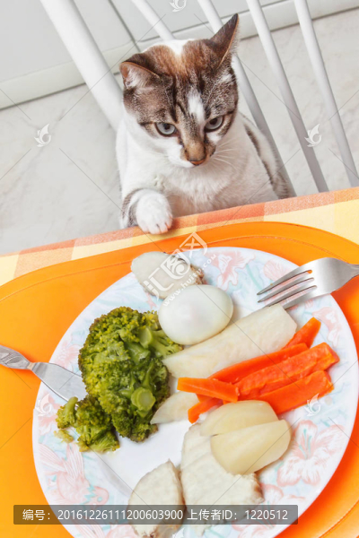 桌上的貓帶著食物。