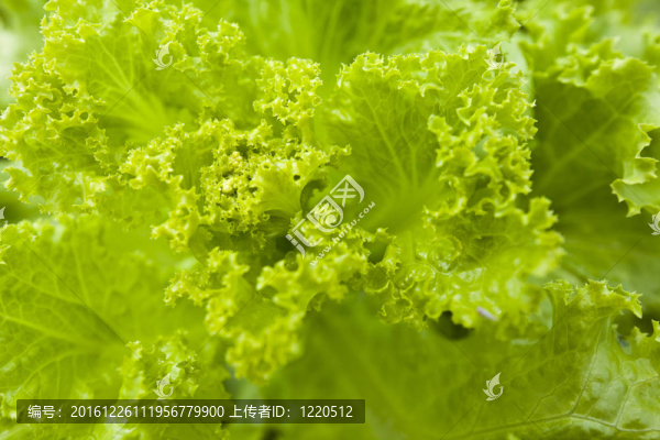 生菜