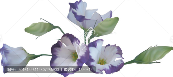 花的插圖