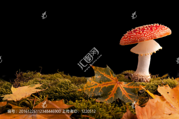飛菇苔秋葉