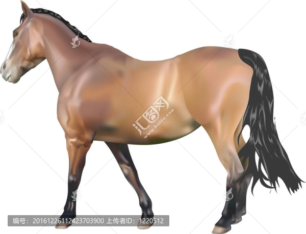 馬的插圖