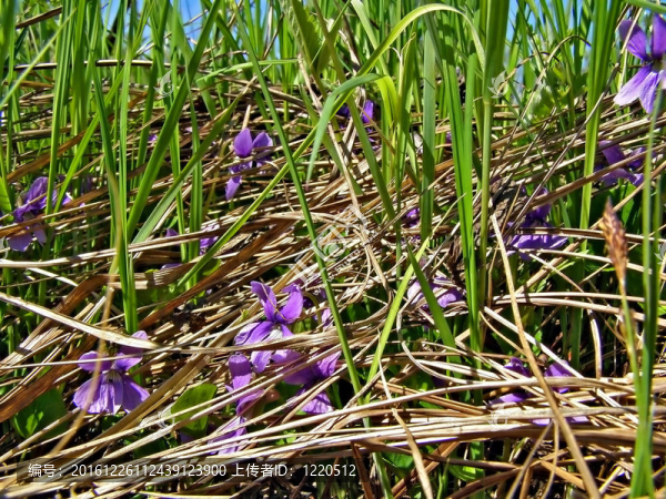 藍(lán)色草本flowerses之間