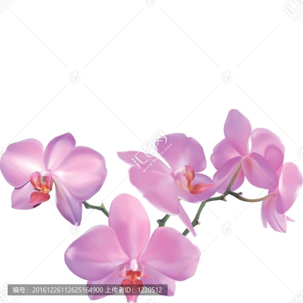 蘭花的插圖