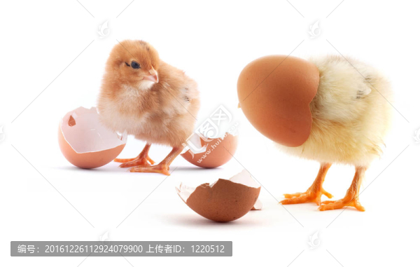 帶雞蛋的黃色小小雞