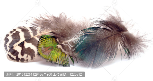 鳥的羽毛