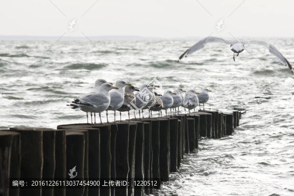 許多海鷗