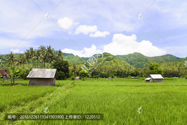 稻田；Amed；東巴厘；印度尼西亞