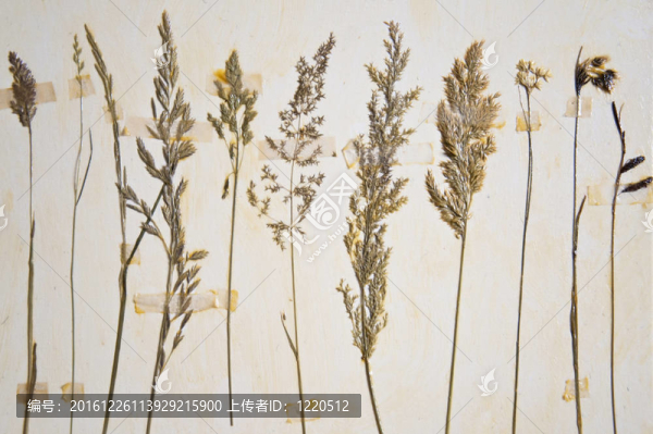標(biāo)本館