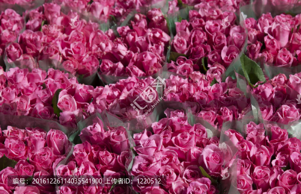 荷蘭市場(chǎng)上的粉紅玫瑰