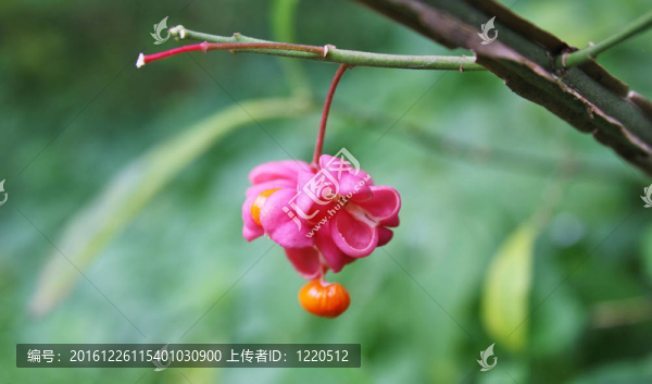 果衛(wèi)矛疣狀