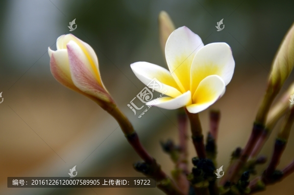 一朵雞蛋花