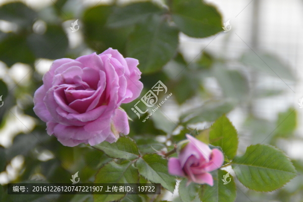 一朵玫瑰花