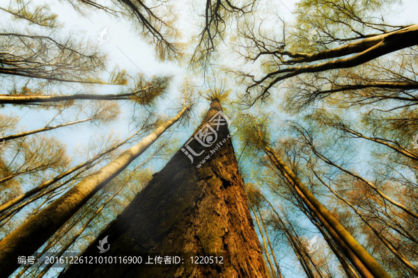 樹冠層
